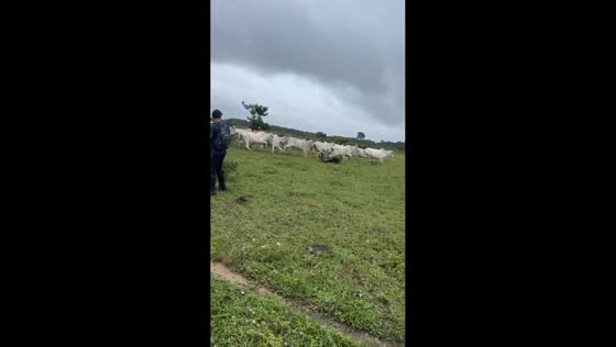 Cattle stampede in rural field causes panic in João Pessoa, Brazil