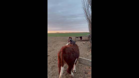 Dog rides cow at Córdoba Argentina