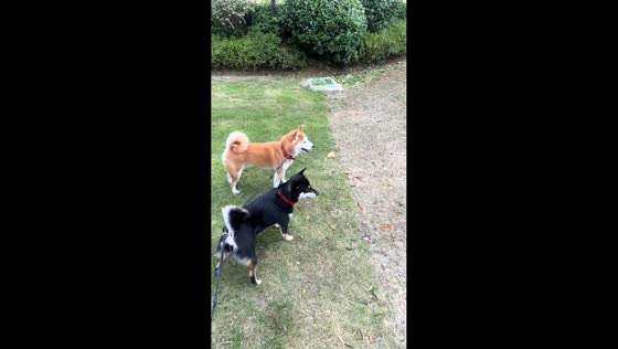 Dogs attentively react to sound of crying child in Zhejiang, China