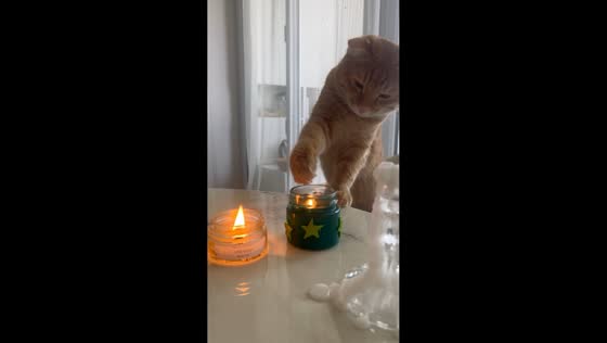 Curious cat touches candle flame in Khujand, Tajikistan