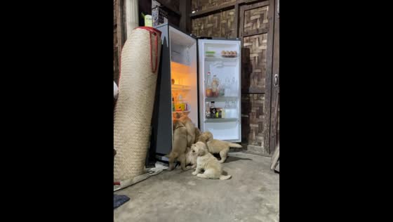 Puppies try to sleep inside refrigerator in Mandalay, Myanmar