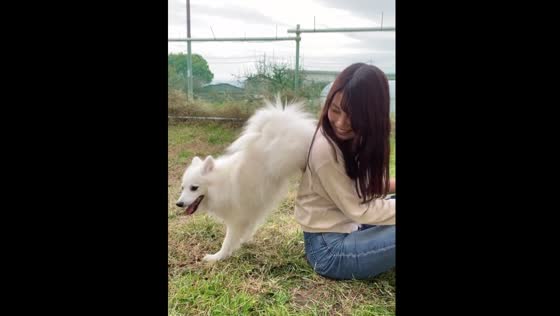 Cute Spitz dog performs lots of different tricks in Japan