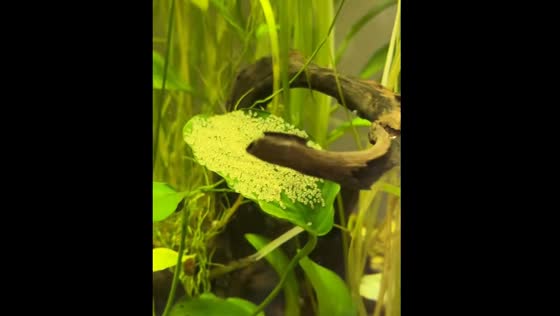 Fish lays eggs on plant leaf in Fall River aquarium