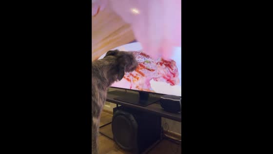 Dog licks steak on TV in Dnipro