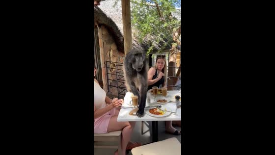 Baboon joins breakfast in Cape Town, South Africa