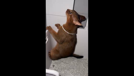 Cat's unusual litter box pose draws laughs in Zhejiang, China