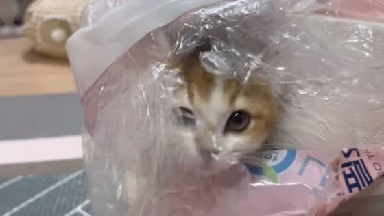 Cat surprises owner while playing inside toilet roll pack in Seoul, South Korea