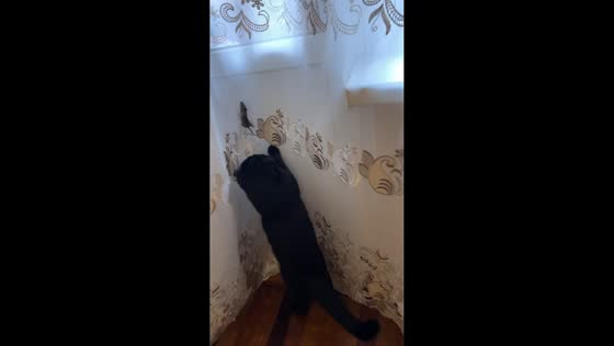 Cat struggles to catch mouse in Kropotkin, Russia