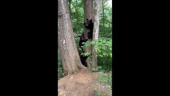 Curious mama bear and cubs in Gatlinburg, Tennessee