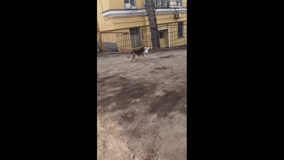 Dog drags bucket through gate and across yard in Samara, Russia