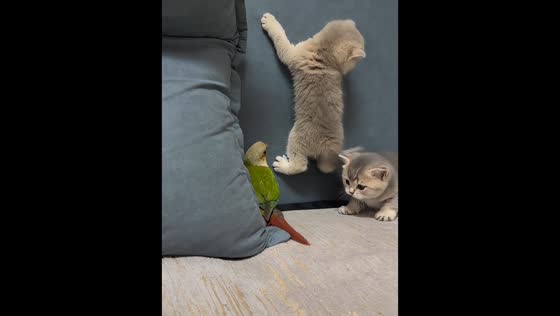 Curious conure and kitten have playful first meeting in Shanxi, China