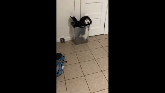 Cat hilariously climbs inside its food container to eat in Lowell, USA