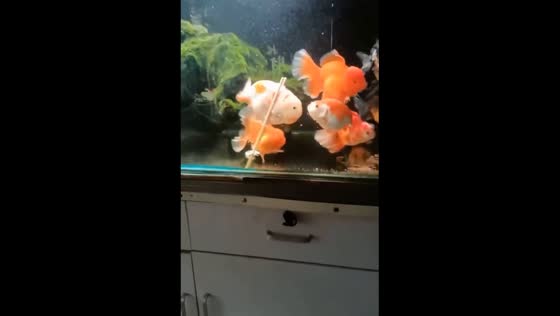 Goldfish with chopstick support for swim bladder issue