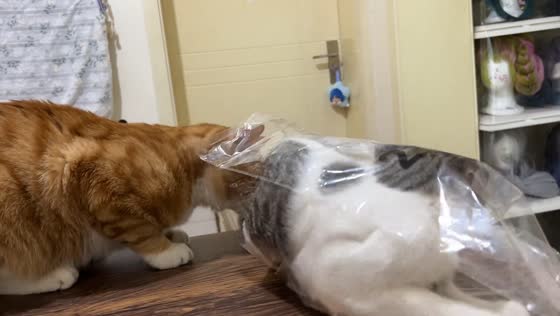 Cat helps friend escape from plastic bag in Sichuan, China