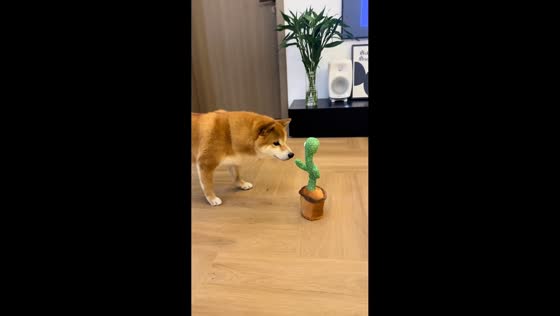 Curious Shiba Inu reacts to talking cactus toy in Shanghai, China
