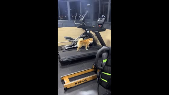 Dog fully focused while running on treadmill in Zhejiang, China