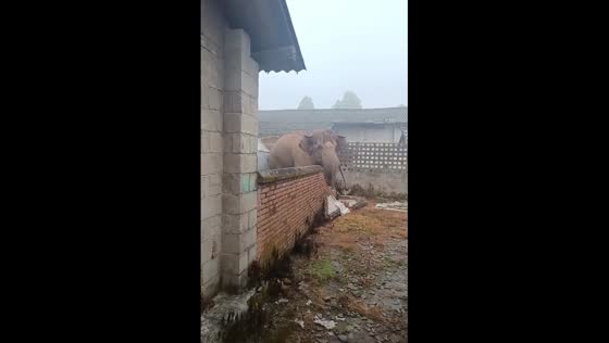 Elephants spotted outside in Yunnan Province, China