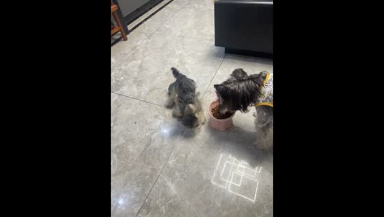 Puppy eats too fast during mealtime in Jiangsu, China
