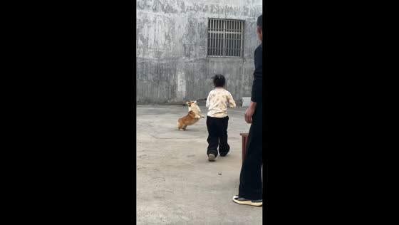 Corgi grabs low-flying drone during playtime in Anhui, China