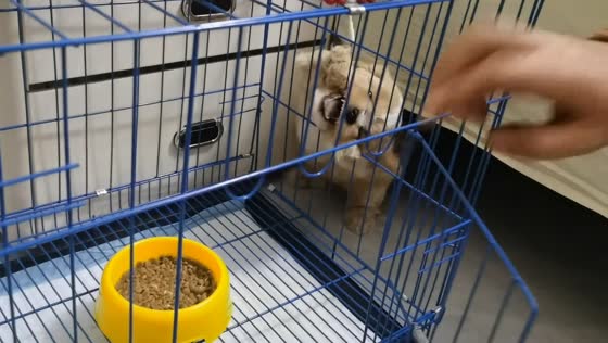 Puppy gets confused while trying to reach food in Sichuan, China