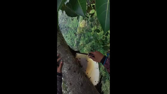 Man harvests honey from tree hive in West Bandung, Indonesia