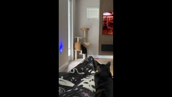 Cat stares outside while sitting upright on cat tower in Jensen Beach, Florida