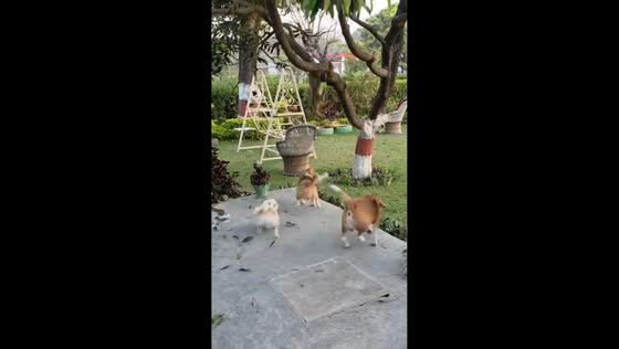 Dogs bark at monkey perched in tree in Uttarakhand, India