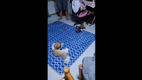 Adorable Coco the Shih Tzu spins into sleepy delight chasing its tail!