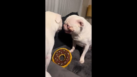 Two dogs growl over donut toy in DeLand, Florida