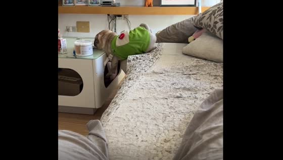 Dog stuck between bed and furniture in Zhejiang, China