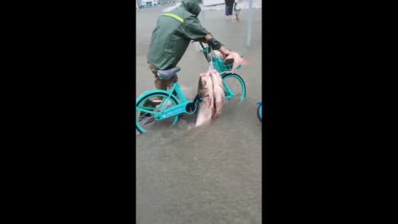 Man transports large fish on bicycle through flooded street in Jiangsu, China