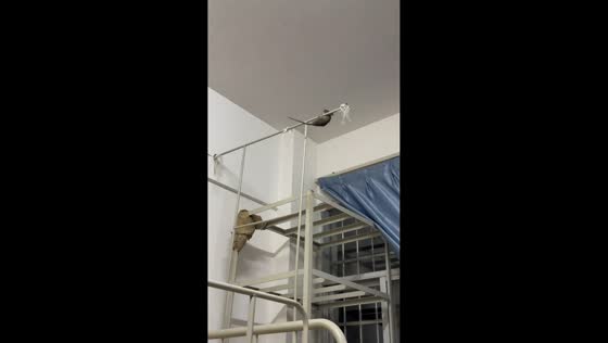 Rat falls but escapes cat during tense standoff in Guangxi, China