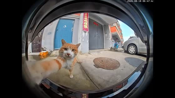 Curious cat hilariously poses for security camera in Shandong, China