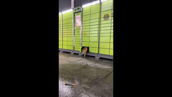 Cat calmly walks out of parcel locker in Sichuan, China