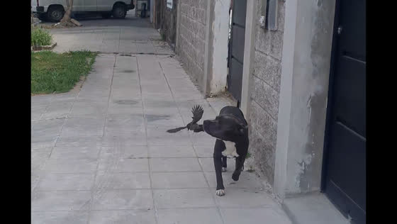 Bird repeatedly swoops at dog in playful street encounter