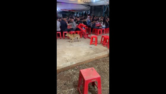 Dog gets stuck in plastic chair during party in Krông Păk, Vietnam