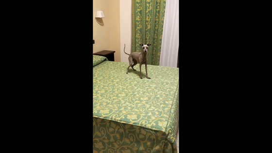 Playful dog adorably slides across bed in Beijing, China