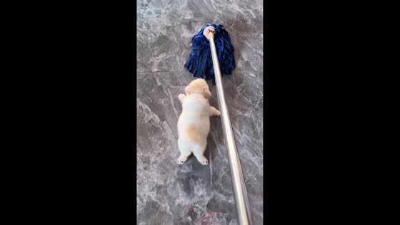 Puppy playfully grabs mop while owner cleans in Hunan, China