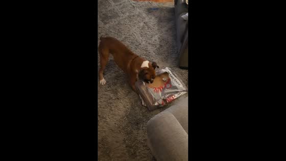 Dog hilariously destroys cardboard boxes in Egan, Minnesota, USA