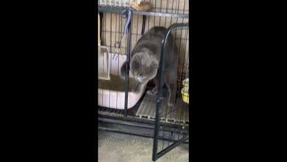 Clever British Shorthair unlocks cage and makes a smooth escape in Jiangsu, China