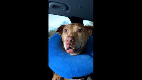  Dog’s shocked expression captured in South Carolina, USA