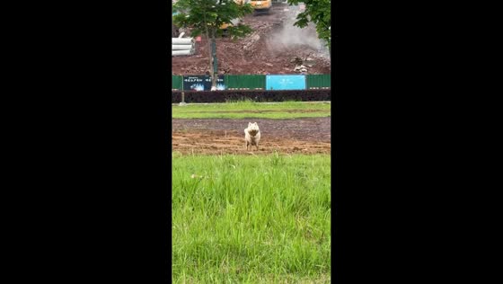 Muddy dog gives innocent look after getting dirty in Sichuan, China