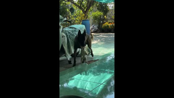 Dog adorably carries cat home then chases after it in Phan Thiet, Vietnam