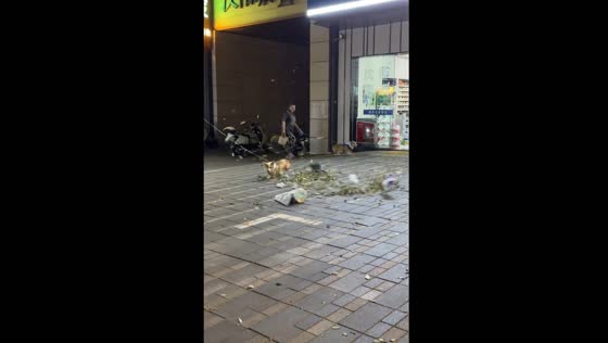 Corgi playfully chases whirlwind in Wuhan
