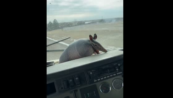 Armadillo refuses to leave car dashboard in Scott City, Kansas