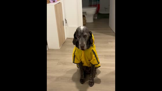 Dog reacts adorably to new raincoat in Madrid, Spain