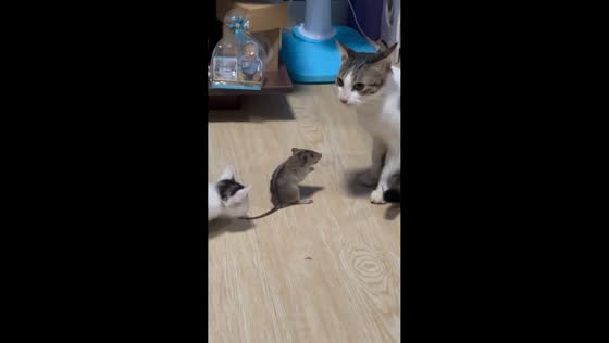 Rat pleads for mercy in front of cat in Bataan, Philippines