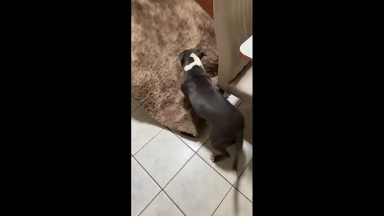 Playful dog gets excited over new carpet in Goiânia, Brazil