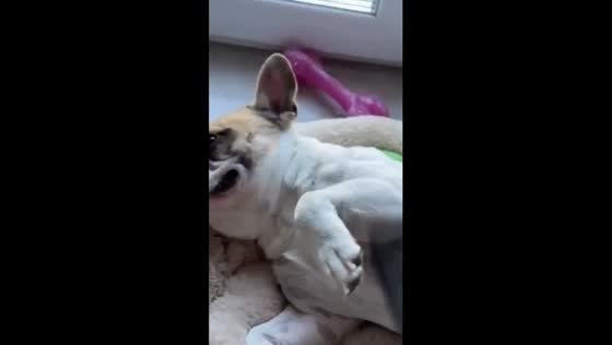 Gregory the dog relishes unique fish slice massages in Lviv, Ukraine