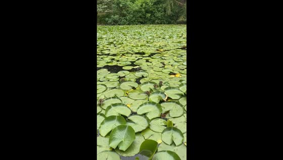 Chickens walk across waterlilies at Botanical Garden in Vancouver, Canada
